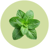 Peppermint Icon