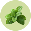 Spearmint Icon